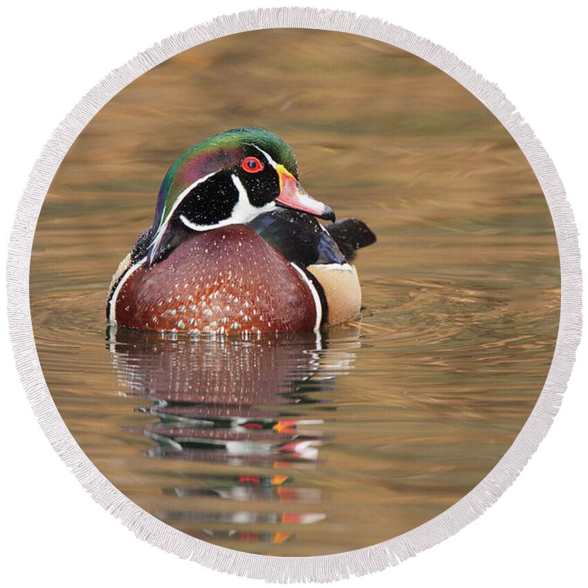 Wood Duck Round Beach Towel featuring the photograph Wood Duck in Santa Monica Mountains Recreational Area by Ram Vasudev