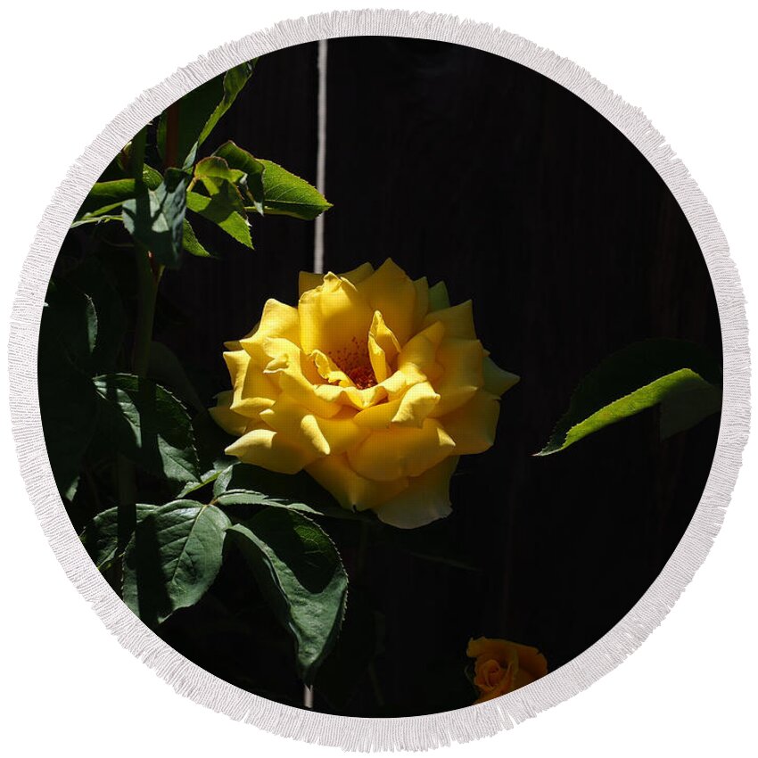 Botanical Round Beach Towel featuring the photograph Yellow Rose #1 by Richard Thomas
