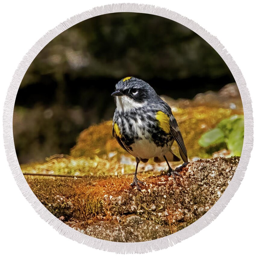 Bird Round Beach Towel featuring the photograph Yellow-Rumped Warbler #1 by Ira Marcus