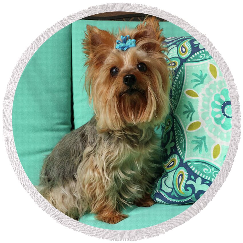 2020 Round Beach Towel featuring the photograph Yorkie with Blue Bow #1 by Dawn Richards