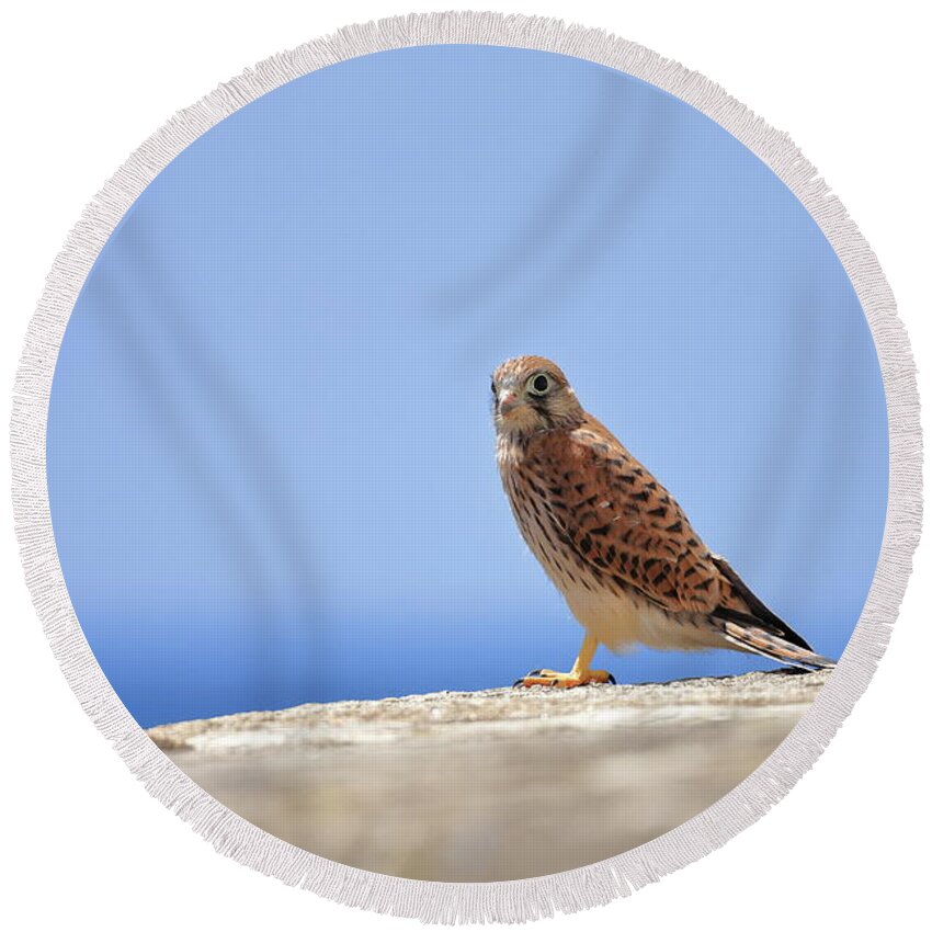 Calidris Round Beach Towel featuring the photograph Young Falcon kestrel #1 by Frederic Bourrigaud