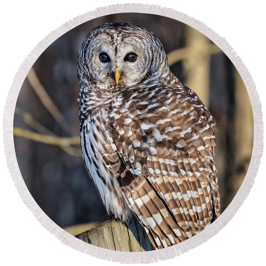 Barred Owl Round Beach Towel featuring the photograph Barred Owl #12 by Brad Bellisle