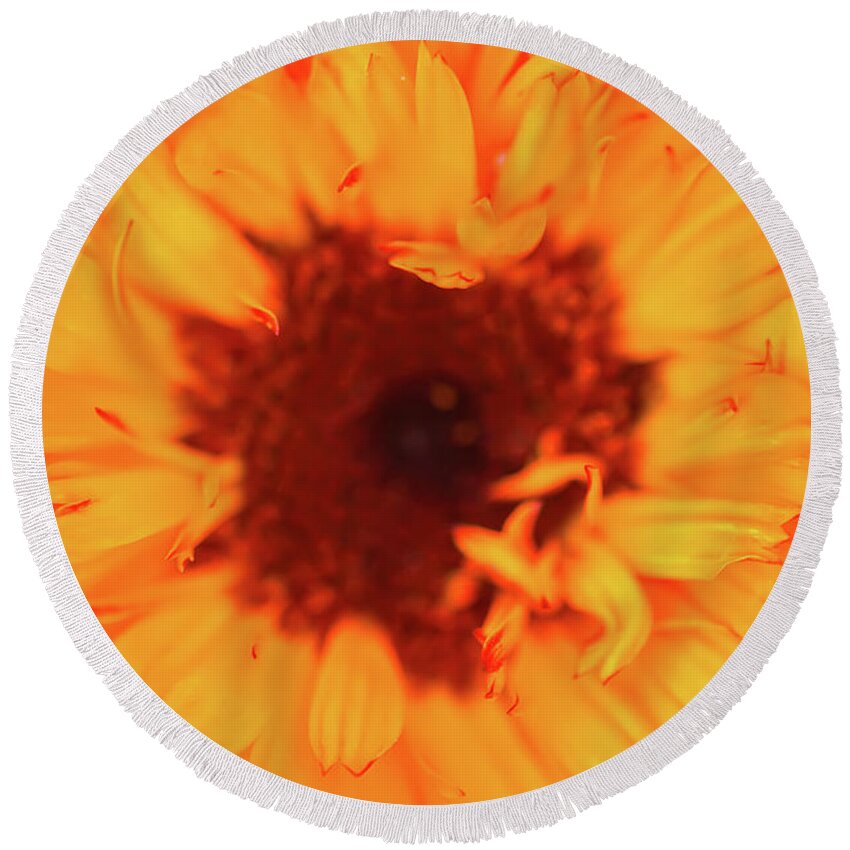 Calendula Round Beach Towel featuring the photograph Calendula flower. Calendula officinalis plant. #12 by Olga Strogonova