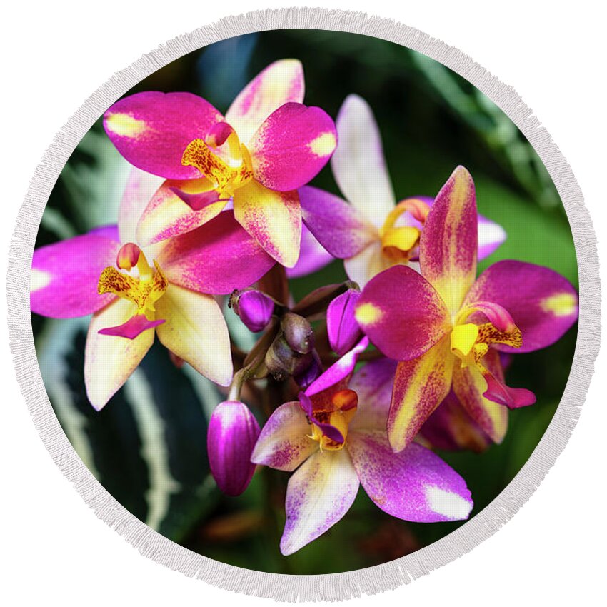 Background Round Beach Towel featuring the photograph Purple Orchid Flowers #13 by Raul Rodriguez