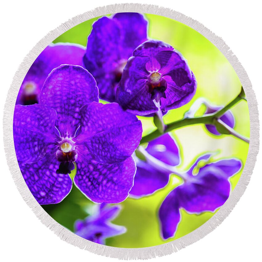 Background Round Beach Towel featuring the photograph Purple Orchid Flowers #15 by Raul Rodriguez
