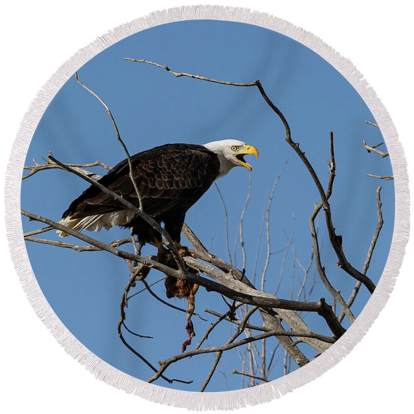 Bald Eagle Round Beach Towel featuring the photograph Bald Eagle Guards its Meal #2 by Tony Hake
