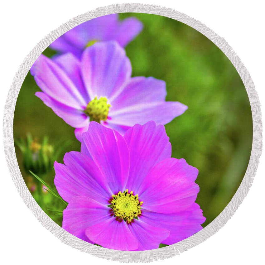 Green Background Round Beach Towel featuring the photograph Cosmos Flower #2 by Carlos Caetano