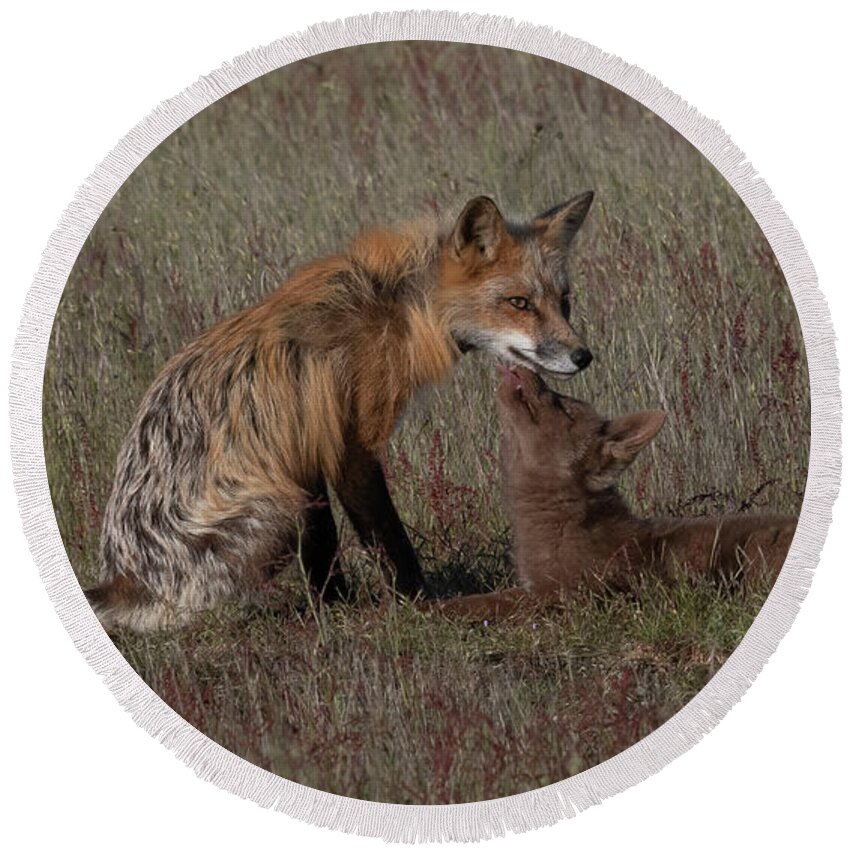 Fox Round Beach Towel featuring the photograph Fox Kit and Male #2 by Patrick Nowotny