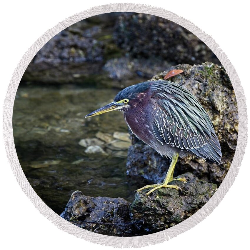 Green Heron Round Beach Towel featuring the photograph Green Heron #2 by Ronald Lutz