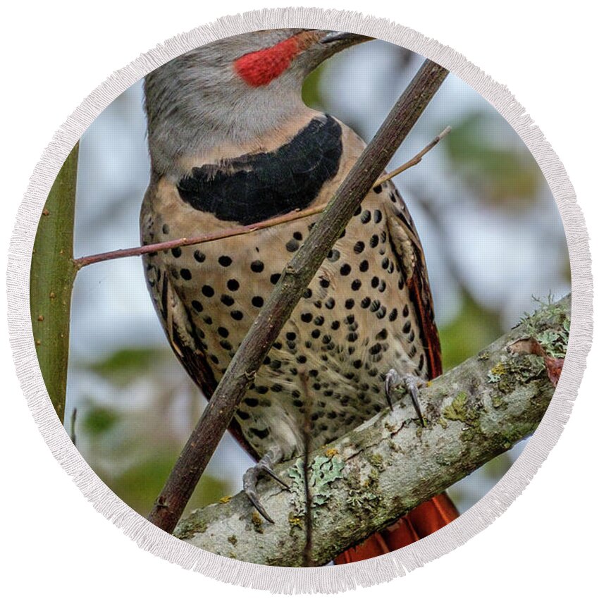 Bird Round Beach Towel featuring the photograph Northern Flicker #2 by Bill Ray