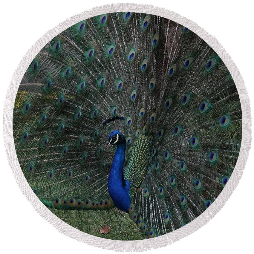 Indian Peafowl Round Beach Towel featuring the photograph Peacock Fanning Tail by Mingming Jiang