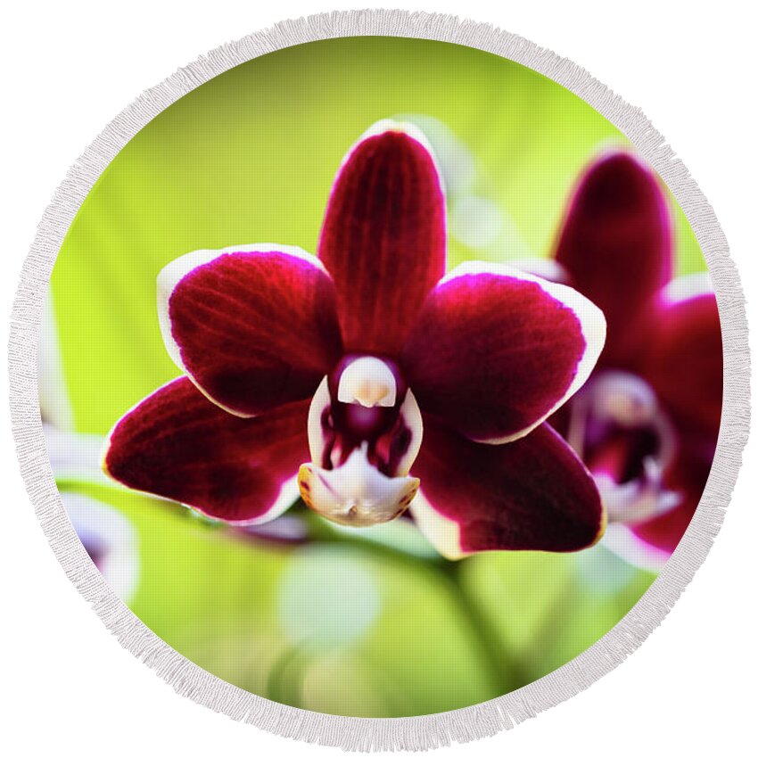 Background Round Beach Towel featuring the photograph Red Orchid Flower #2 by Raul Rodriguez