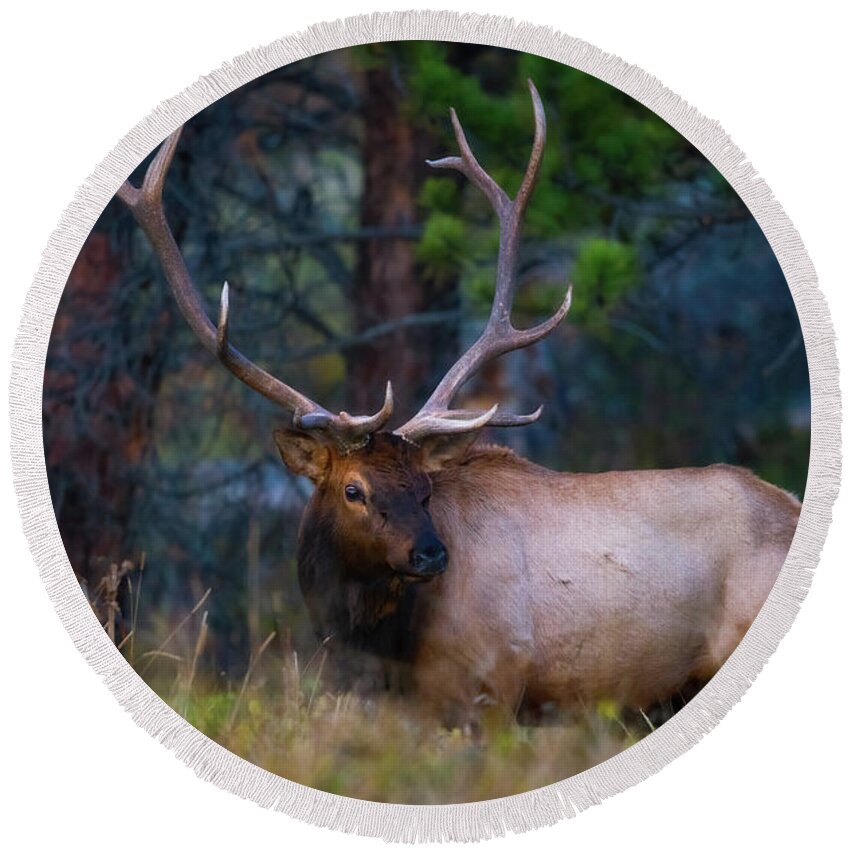 Elk Round Beach Towel featuring the photograph Rocky Mountain Elk #2 by Darren White
