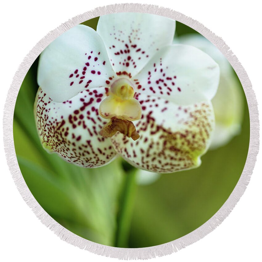 Background Round Beach Towel featuring the photograph Spotted Orchid Flower #2 by Raul Rodriguez