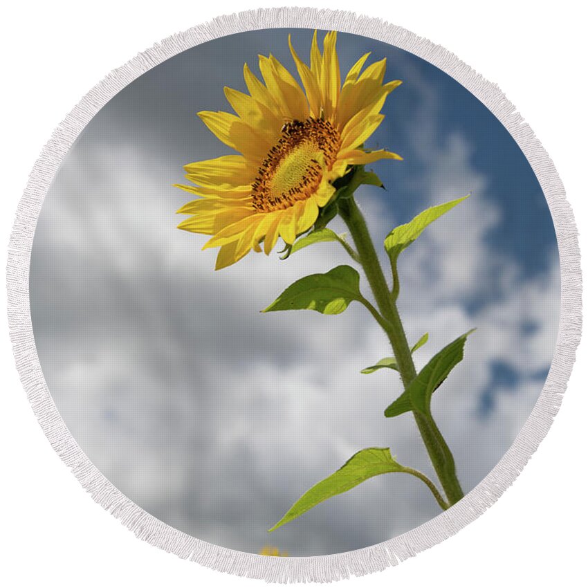 Sunflower Round Beach Towel featuring the photograph Sunflower #2 by Carolyn Hutchins