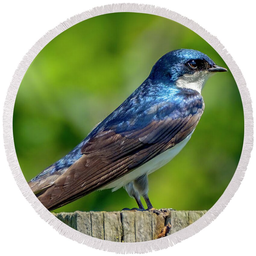 Bird Round Beach Towel featuring the photograph Tree Swallow #2 by Bill Ray