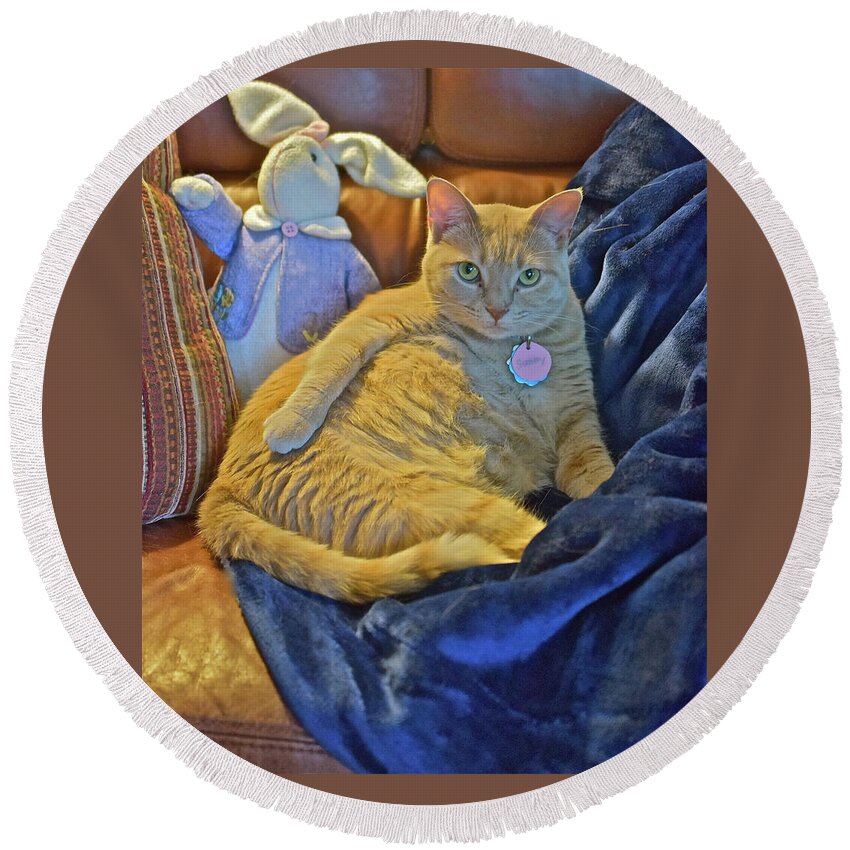 Tabby Cat Round Beach Towel featuring the photograph 2020 Interrupted by Janis Senungetuk