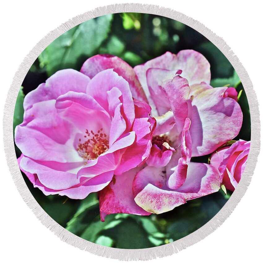 Roses Round Beach Towel featuring the photograph 2020 Mid June Garden Shrub Roses 1 by Janis Senungetuk