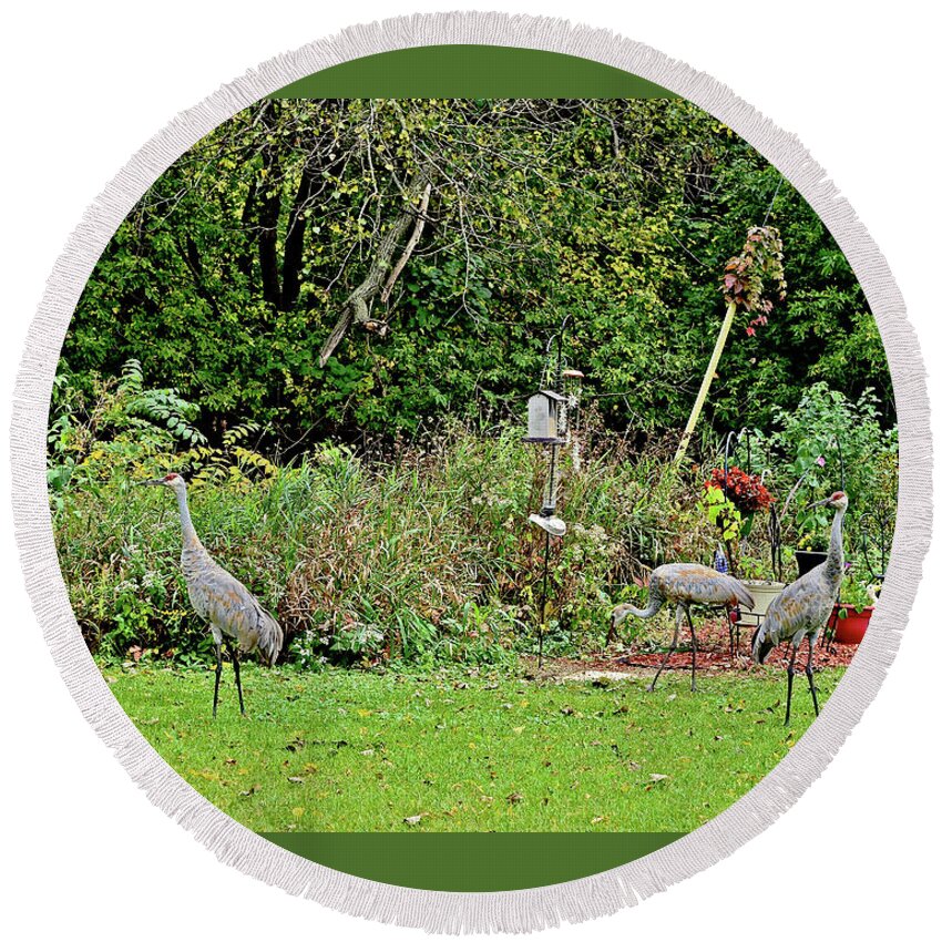 Sandhill Cranes; Backyard; Birds; Round Beach Towel featuring the photograph 2021 Fall Sandhill Cranes 2 by Janis Senungetuk