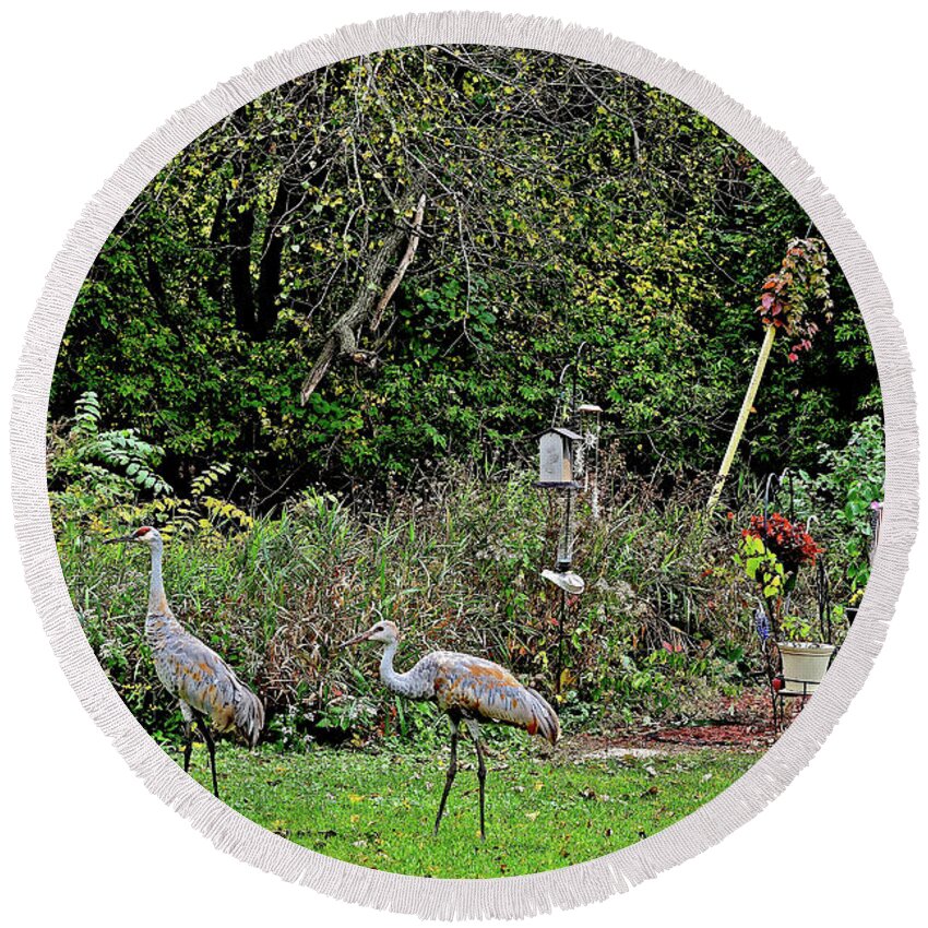 Sandhill Cranes; Backyard; Birds; Round Beach Towel featuring the photograph 2021 Fall Sandhill Cranes 4 by Janis Senungetuk