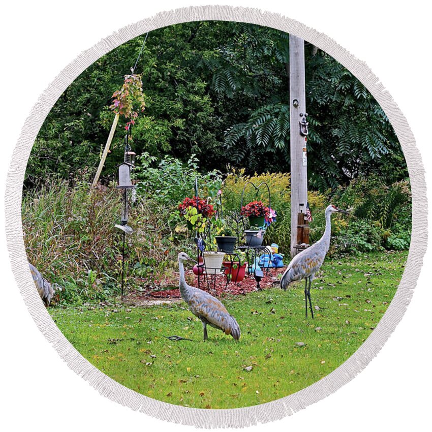 Sandhill Cranes; Birds; Backyard; Round Beach Towel featuring the photograph 2021 Fall Sandhill Cranes 6 by Janis Senungetuk