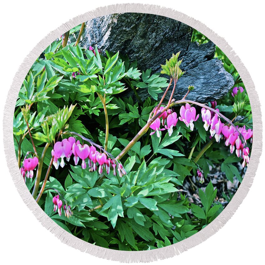 Spring Flowers Round Beach Towel featuring the photograph 2021 Late April Bleeding Hearts 2 by Janis Senungetuk