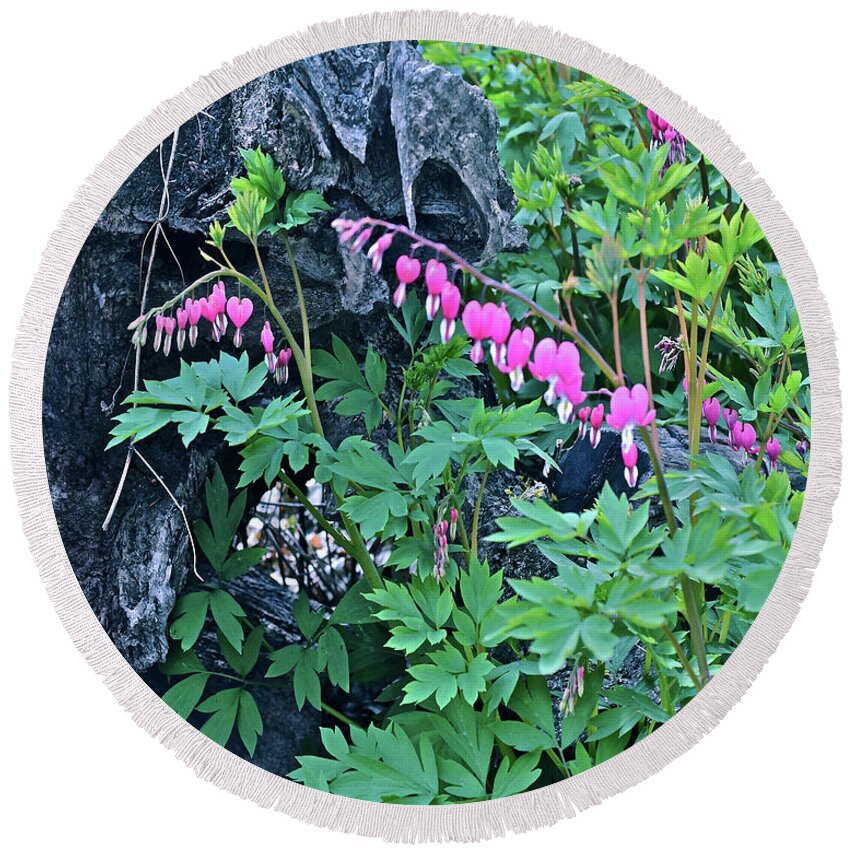 Spring Flowers Round Beach Towel featuring the photograph 2021Late April Bleeding Hearts 1 by Janis Senungetuk