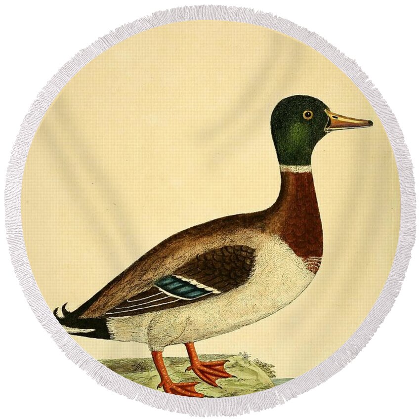 Ducks Round Beach Towel featuring the mixed media Beautiful antique waterfowl by Beautiful Nature Prints
