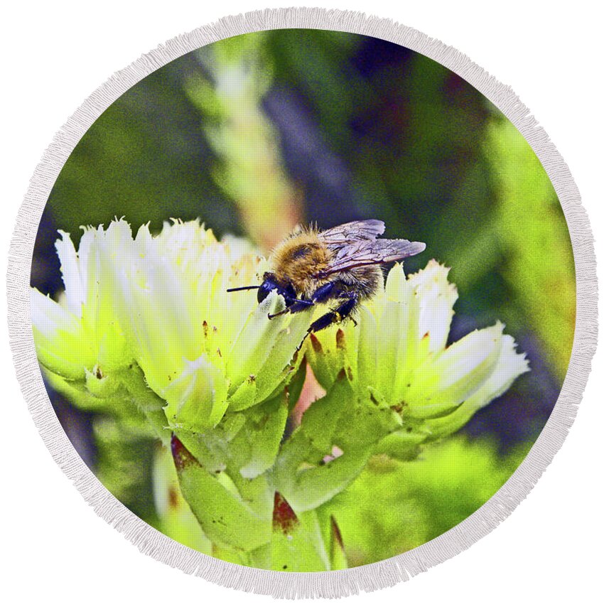 Southport Round Beach Towel featuring the photograph SOUTHPORT. Botanical Gardens Churchtown. Feeding Bee. by Lachlan Main
