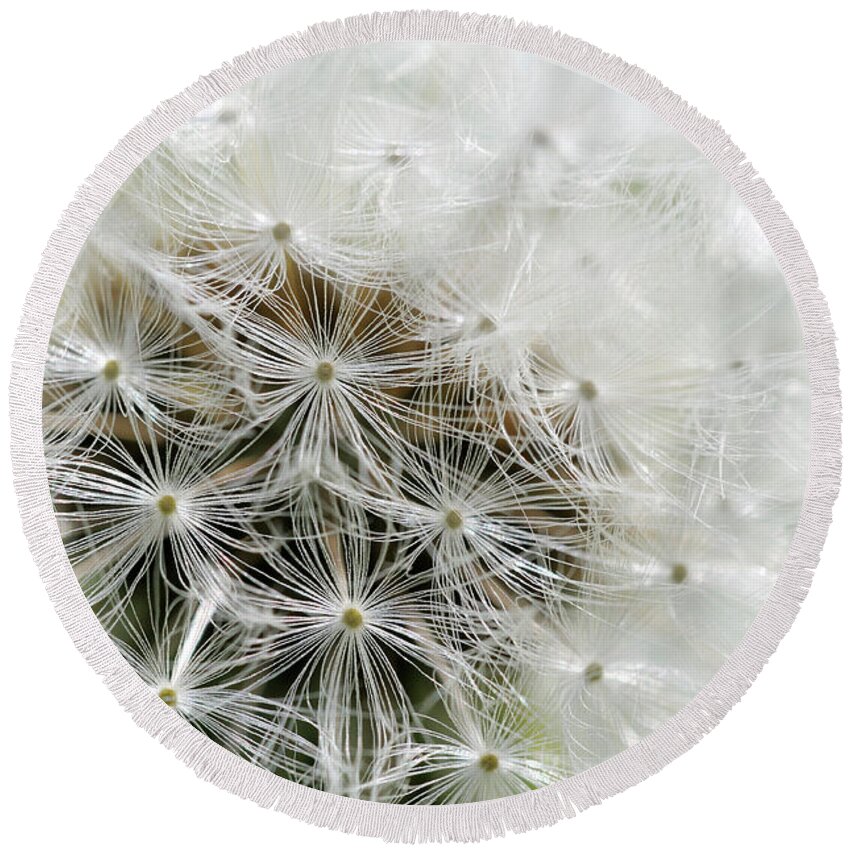 Flowers Round Beach Towel featuring the photograph Dandelion, Cowichan Valley, Vancouver Island, British Columbia #3 by Kevin Oke