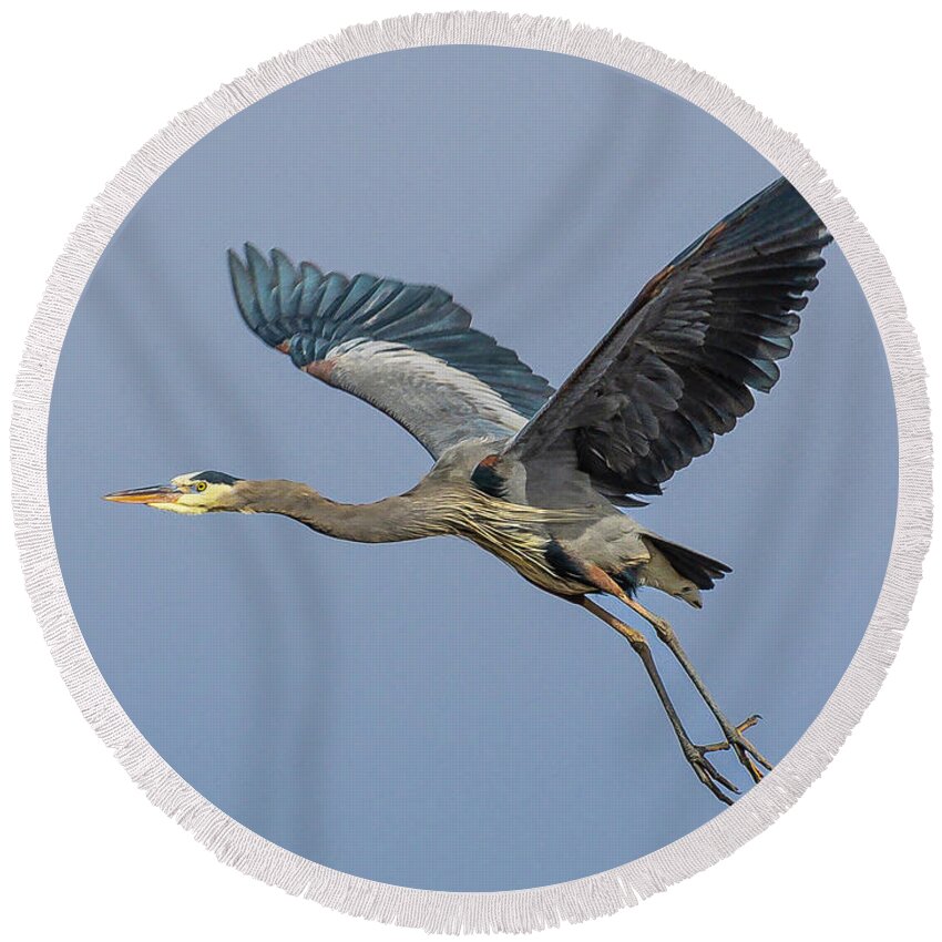 Boise Idaho Round Beach Towel featuring the photograph Great Blue Heron #3 by Mark Mille