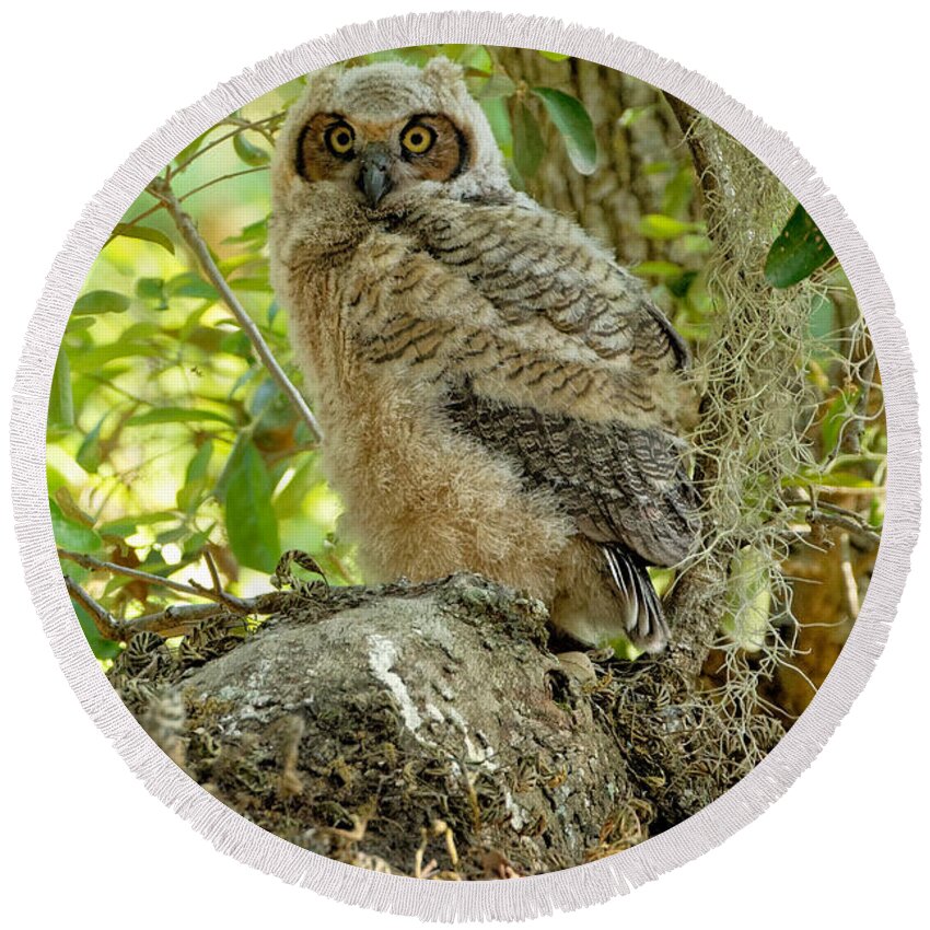 Charles Towne Landing Round Beach Towel featuring the photograph Great Horned Owlet #3 by Colin Hocking
