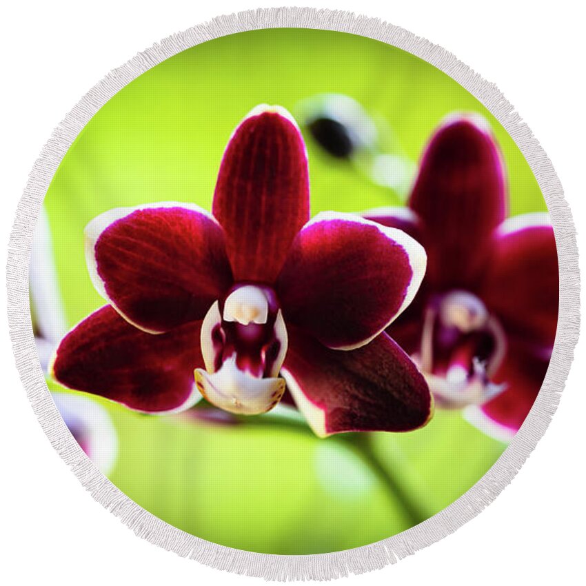Background Round Beach Towel featuring the photograph Red Orchid Flower #3 by Raul Rodriguez
