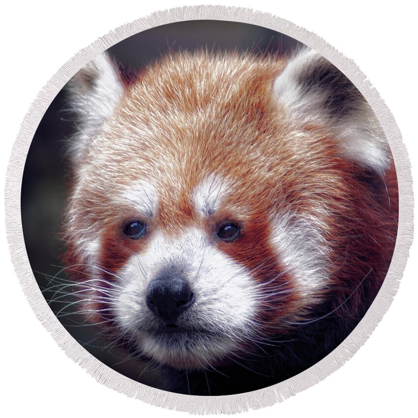 Red Round Beach Towel featuring the photograph Red Panda by Chris Boulton