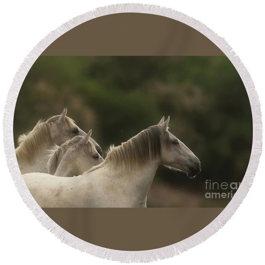 Salt River Wild Horses Round Beach Towel featuring the photograph 3 by Shannon Hastings