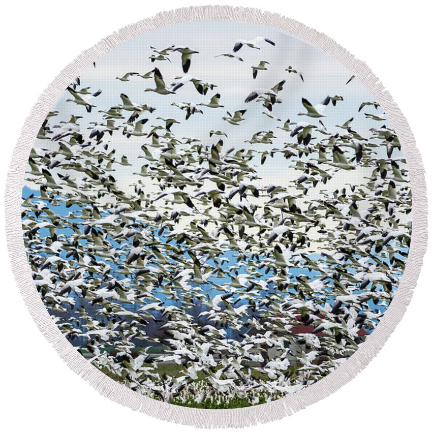 Outdoor; Wildlife; Fly; Goose; Geese; Snow Geese; Avian; Waterfowl; Storm; Skagit Valley; Winter; Mountains; Farm; Farmland; Pnw; Washington Round Beach Towel featuring the digital art Snow Geese in Skagit Valley #8 by Michael Lee
