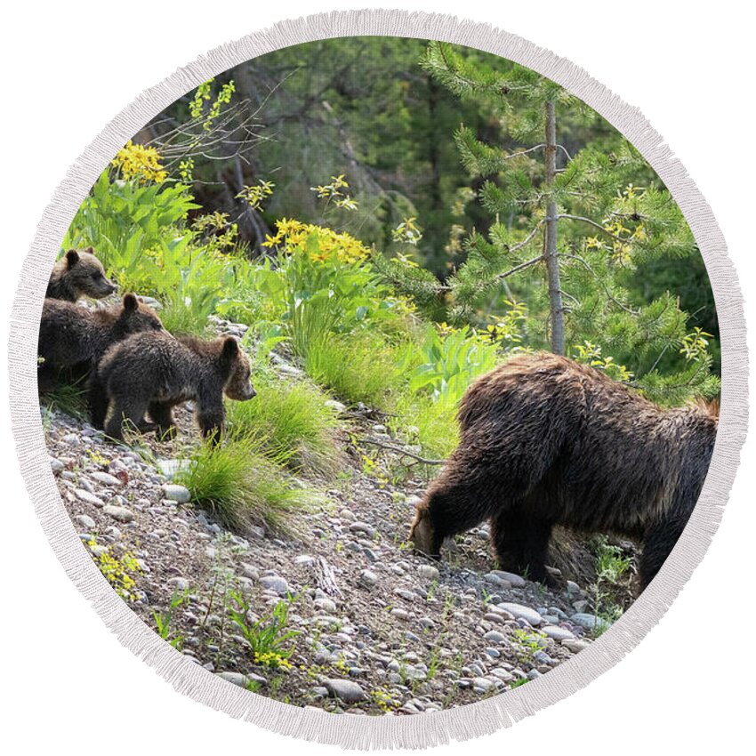 Bear Round Beach Towel featuring the photograph 4 Cubs with Mama Grizzly Bear #399 by Wesley Aston