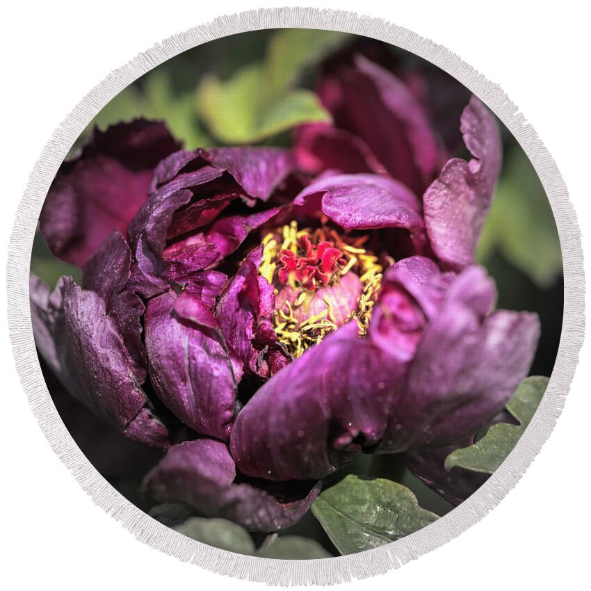 Flower Round Beach Towel featuring the photograph Tree Peony #4 by Cathy Donohoue