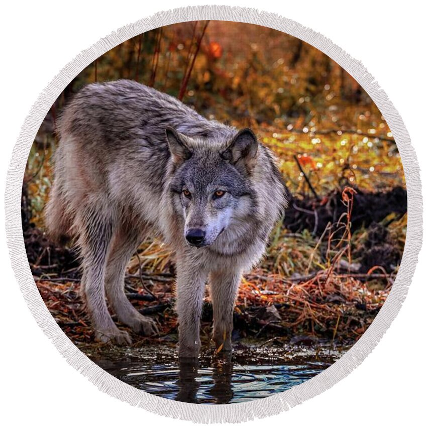 Wolf Round Beach Towel featuring the photograph Wildlife #4 by Brian Venghous