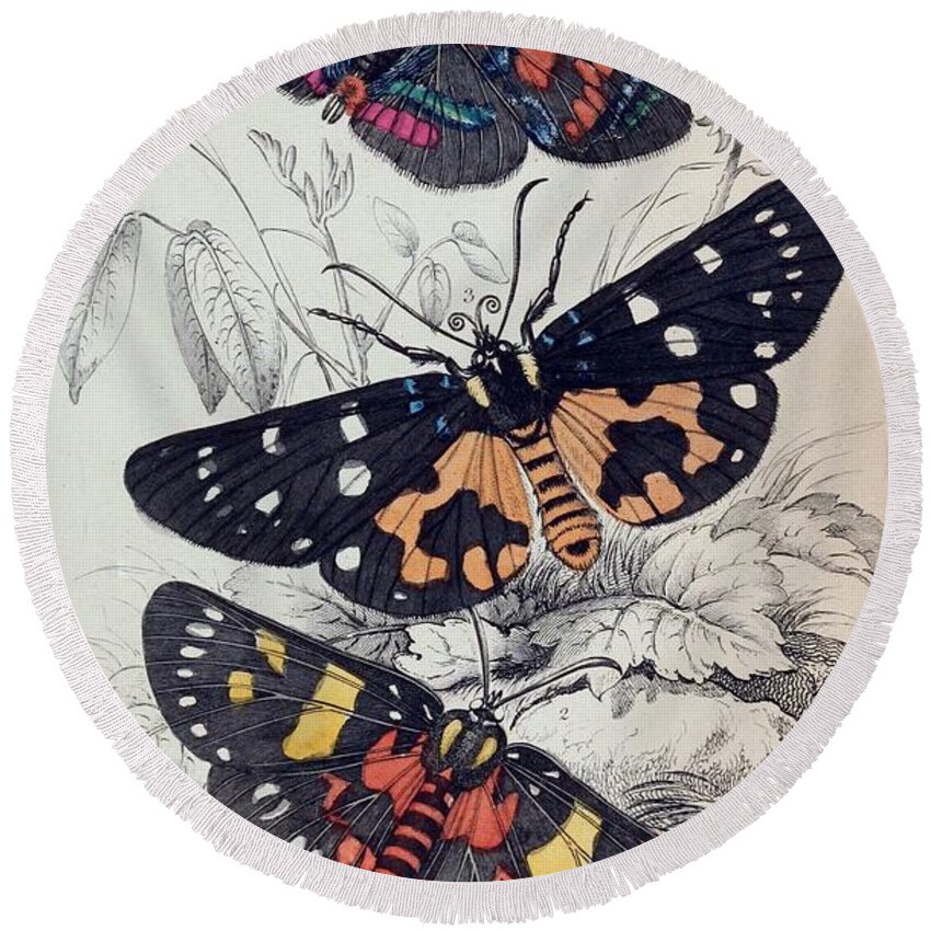 Moths Round Beach Towel featuring the mixed media Exotic Moths. William Jardine #5 by World Art Collective
