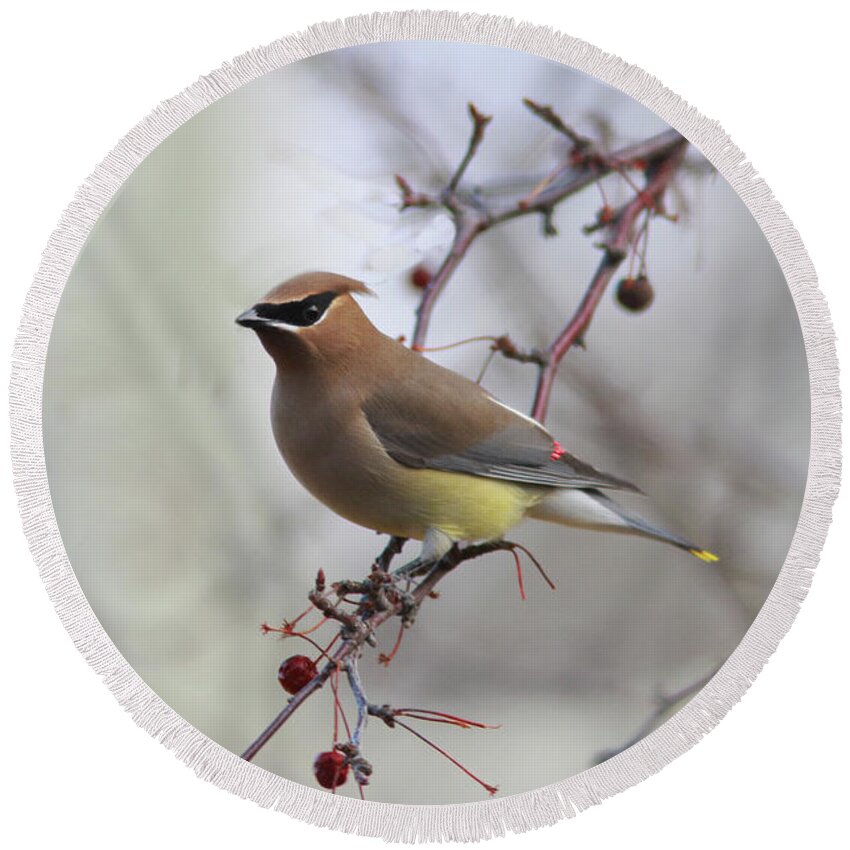 Cedar Waxwing Round Beach Towel featuring the photograph Cedar Waxwing #6 by Gary Wing