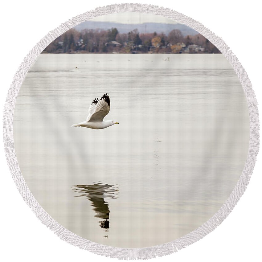 Larus Delawarensis Round Beach Towel featuring the photograph Ring-billed Gull in flight #6 by SAURAVphoto Online Store