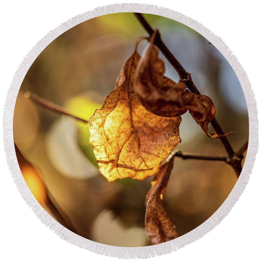 Landscape Round Beach Towel featuring the photograph Nature Photography - Fall Leaves #7 by Amelia Pearn