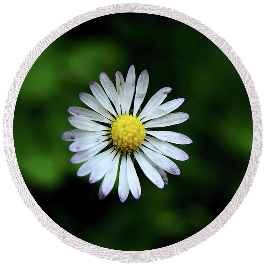 Bellis Perennis Round Beach Towel featuring the photograph Beautiful Bellis Perennis in grass by Vaclav Sonnek