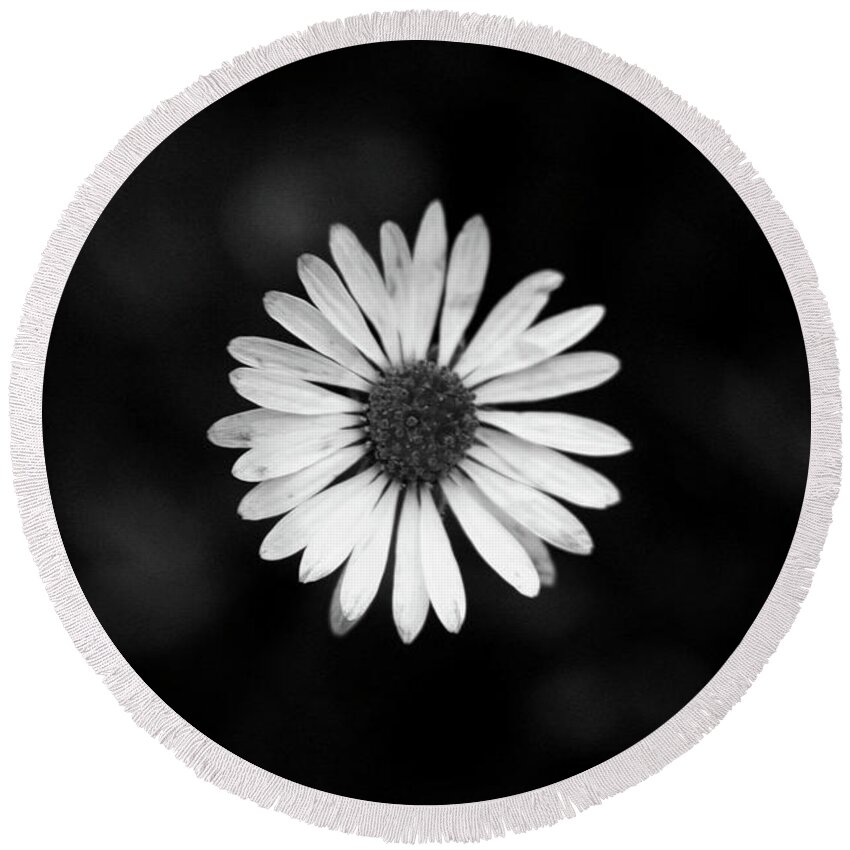 Bellis Perennis Round Beach Towel featuring the photograph Black and white bloom of bellis perennis by Vaclav Sonnek