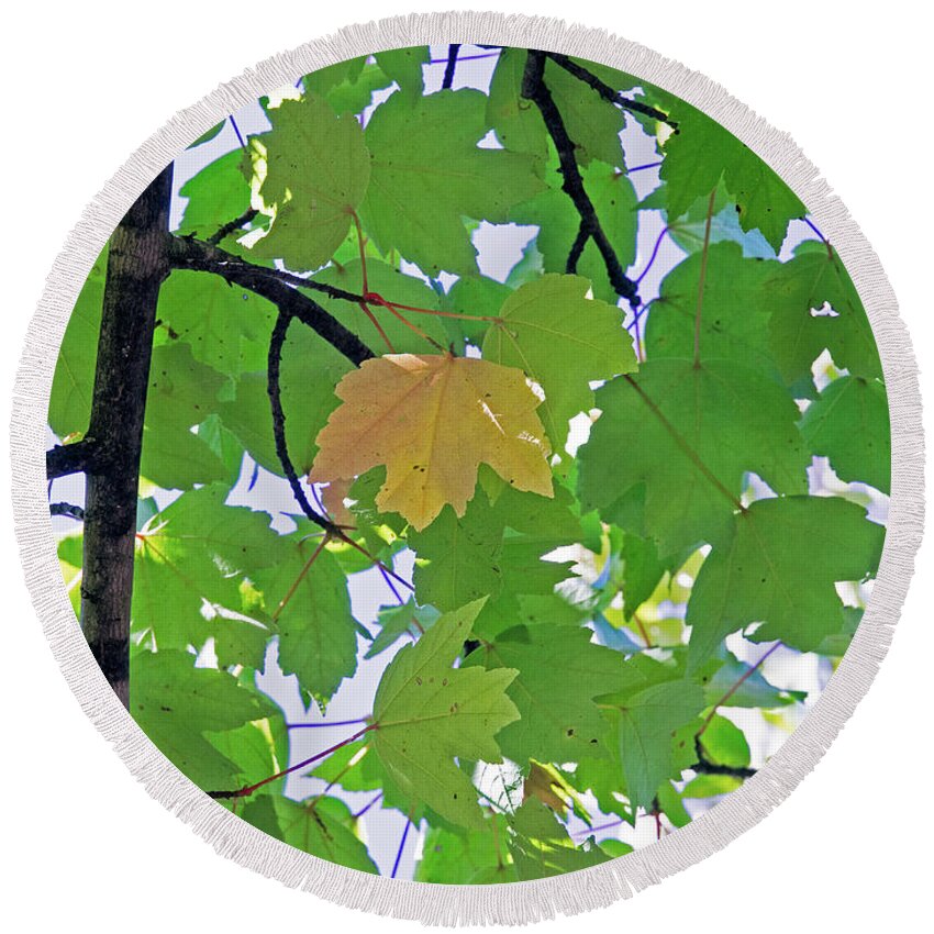 Background Round Beach Towel featuring the photograph A Canopy Of Leaves by David Desautel