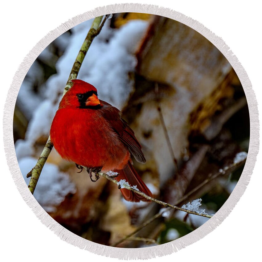 A Cardinal In Winter Prints Round Beach Towel featuring the photograph A Cardinal In Winter by John Harding