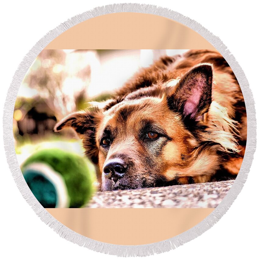 Dogs Round Beach Towel featuring the photograph A dog and Her Ball by Devin Wilson