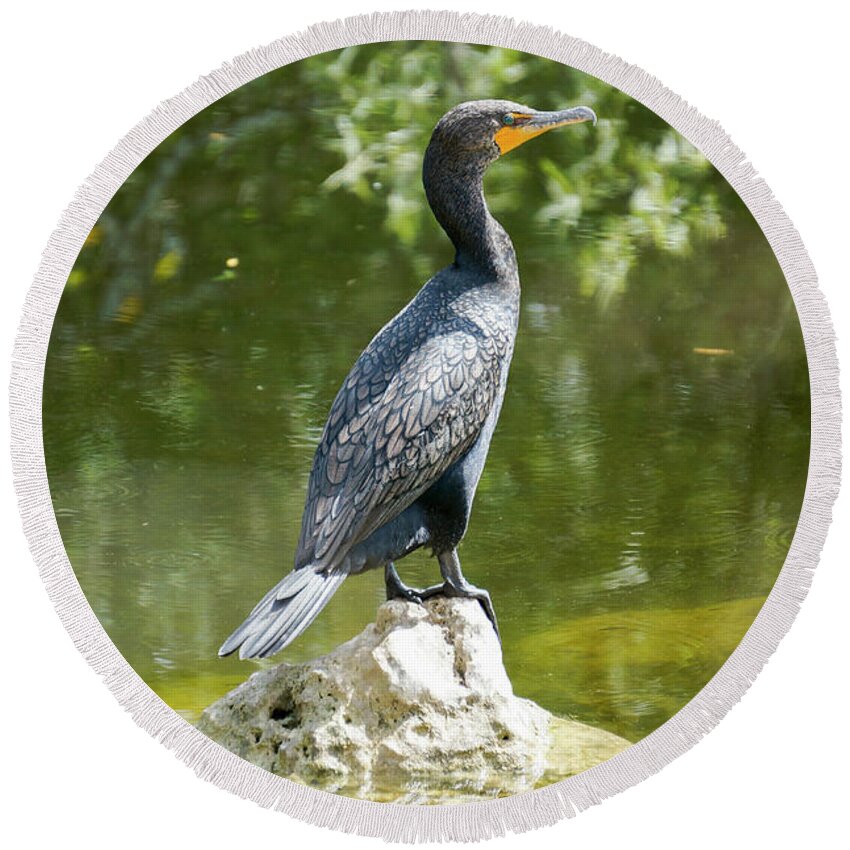 Big Cypress National Preserve Round Beach Towel featuring the photograph A double-crested cormorant rests on a rock in the Florida Evergl by William Kuta