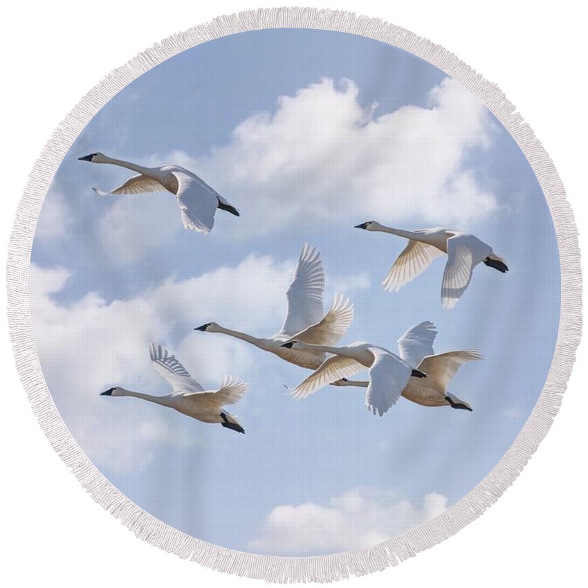 A Flight Of Swans Round Beach Towel featuring the photograph A Flight of Swans by Lynn Hopwood
